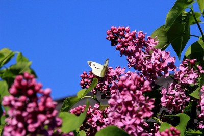 丁香花与白蝴蝶(Pieris brassicae)的特写-一束紫色的花在树枝上与绿色的叶子背景