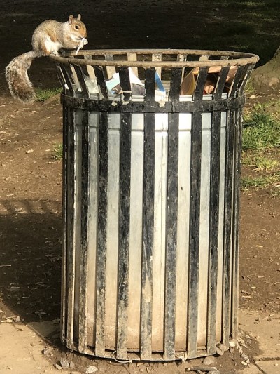松鼠探索垃圾箱
