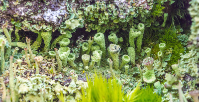 魔法森林苔藓