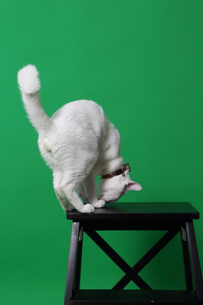 白色的猫