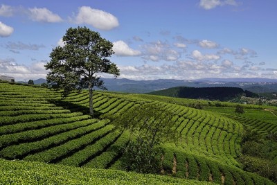 高原绿茶农场