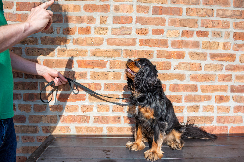 可爱的骑士查尔斯国王猎犬在砖墙前训练