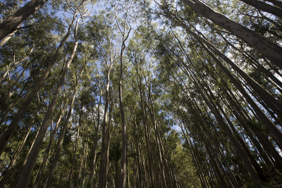 从下面种植桉树