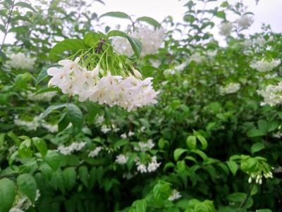 公园里的橙茉莉。