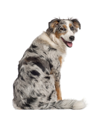 5个半月大的澳大利亚牧羊犬的肖像，坐在白色背景前