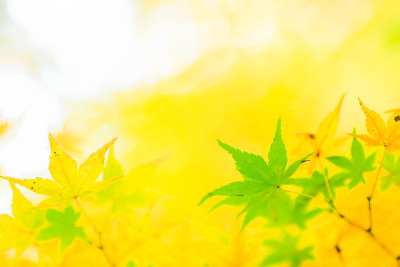 秋天的落叶