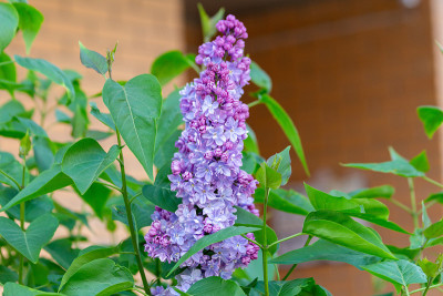 春天的花园里，丁香五颜六色的花枝