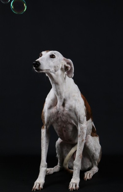 Windhundportrait