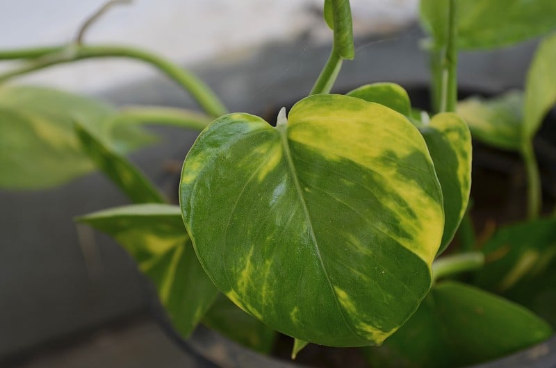 Epipremnum aureum是海参科开花植物的一种。这种植物有很多常见的名字，包括金莲花、锡兰