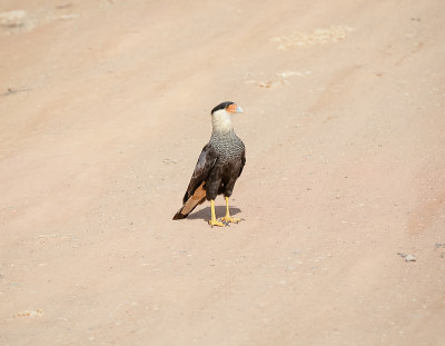 卡拉卡拉(caracará或carancho)是一种猛禽，属于猎鹰科。