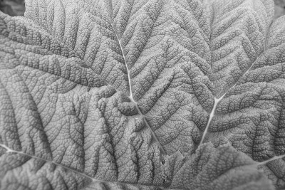 Gunnera