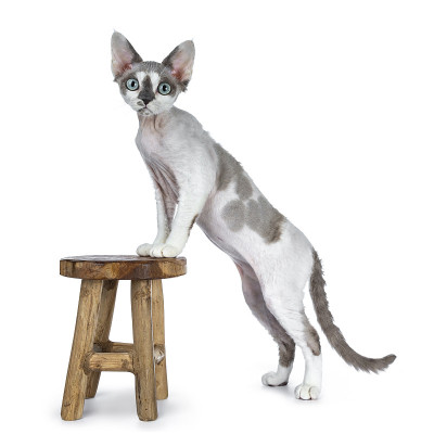 可爱的蓝色托卡尼斯点与白色德文雷克斯猫小猫女孩站在旁边的凳子上孤立的白色背景直视镜头与华丽的柔和的绿