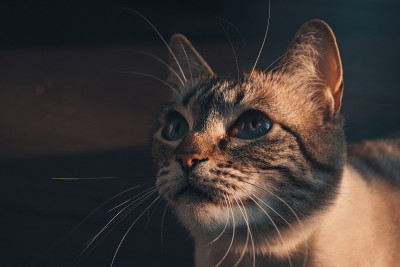 可爱可爱的蓝眼睛的猫