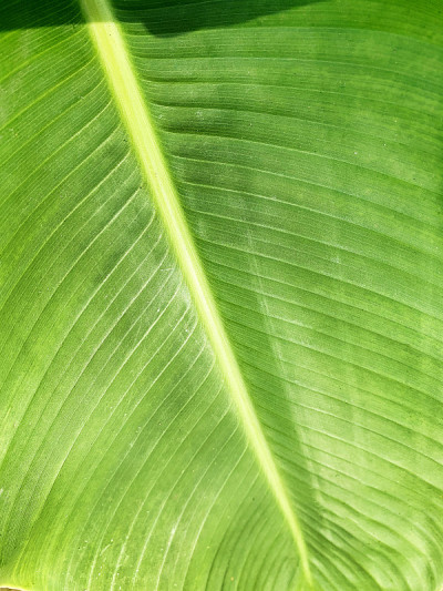 香蕉树的绿色蕉叶