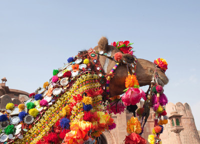 Beautiful decorated Camel at Bikaner camel fesriva