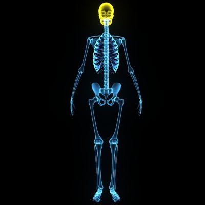人类头骨