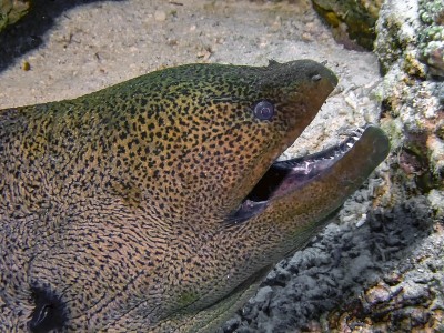 巨型海鳗(Gymnothorax javanicus)