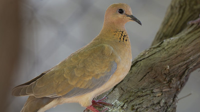 笑鸽子(Stretopelia senegalensis)栖息在树枝上