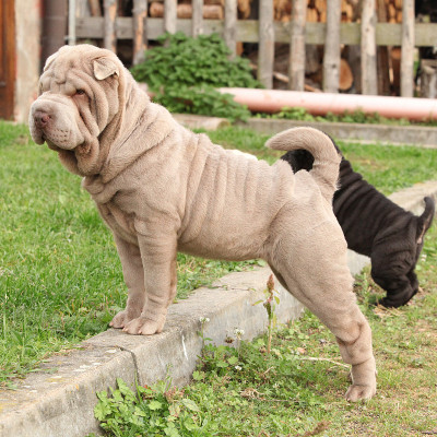 年轻sharpei