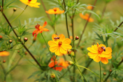 花