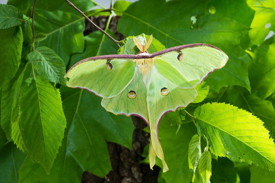 美丽的月神蛾(Actias Luna)在树叶的背景上