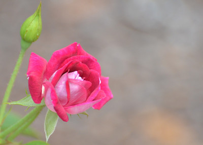 火红玫瑰花蕾