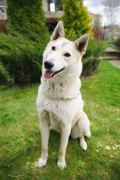 西西伯利亚莱卡犬坐在花园里的草地上