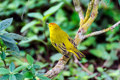 黄莺(Setophaga petechia)坐在圣克鲁斯岛的树枝上，靠近Puerto Ayora, 