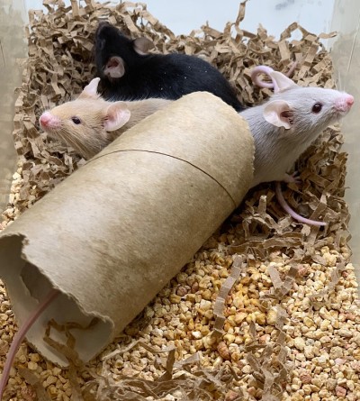 实验动物