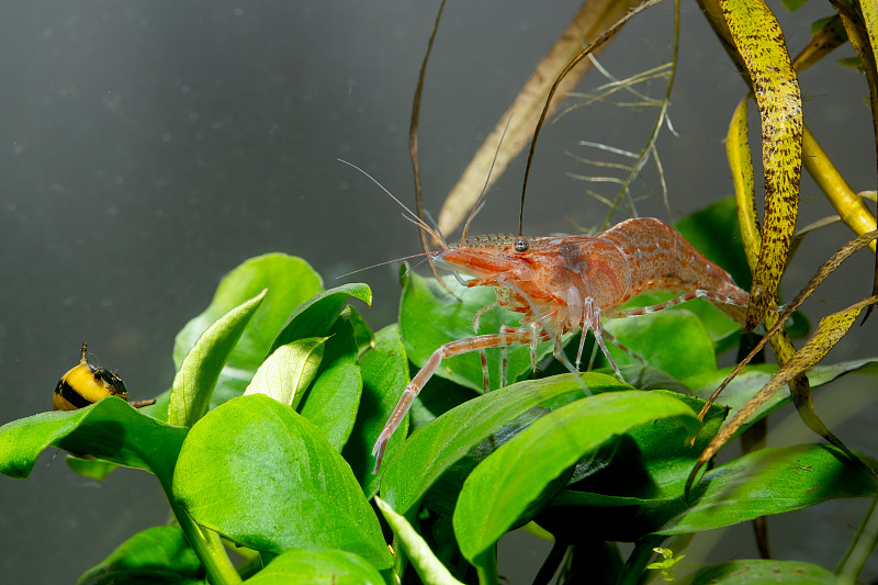 在淡水水族缸中，长爪的粉红素潘矮虾保持冷静，在角螺附近寻找食物