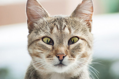 一只患有第三眼睑疾病的猫的肖像