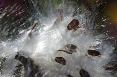 摘要:优雅的白色乳草纤维呈现其种子