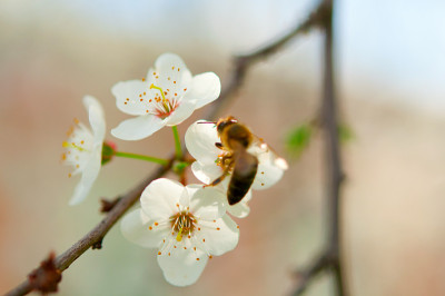 蜜蜂采集花蜜。