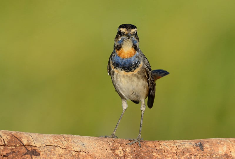 蓝喉男性(Luscinia svecica)