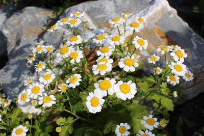 花园里盛开的雏菊