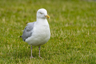 豪斯港的黄腿鸥(larus michahellis)。