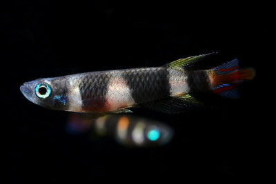 Clown Killifish