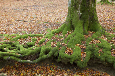 山毛榉在Gorbea