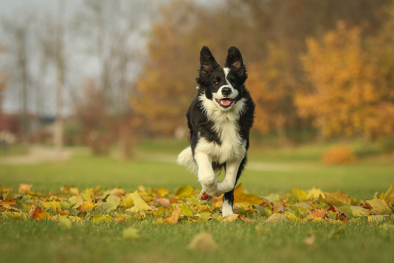 一张年轻的边境牧羊犬小狗奔跑的照片