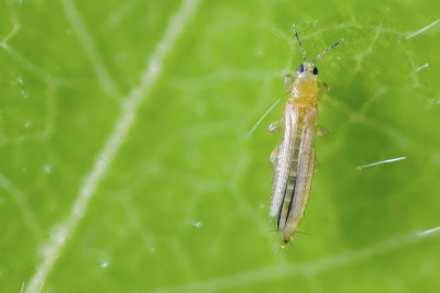洋葱、马铃薯、烟草或棉花幼苗蓟马——烟草蓟马(Thysanoptera)。它是许多植物的重要害虫。极