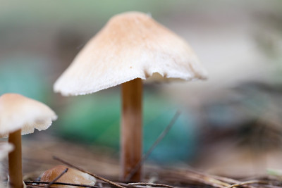菌类自然界中带有菌类孢子的蘑菇