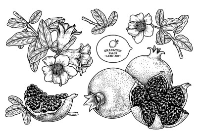 石榴水果手绘复古插画