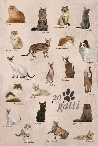 猫的品种海报在意大利