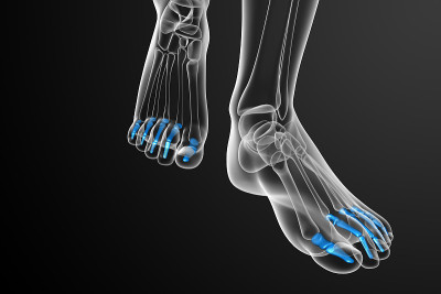 趾骨足的3d渲染医学插图