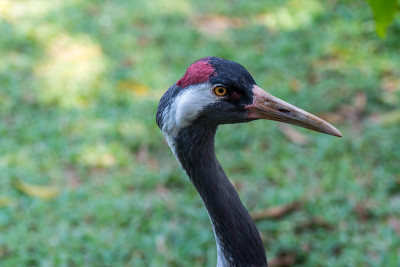 丹顶鹤(Grus japonensis)的头，也叫满洲鹤或日本鹤，是世界上最稀有的起重机之一的大型东