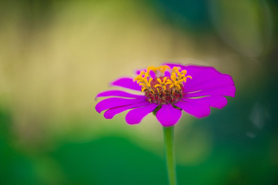 合上粉红色百日菊花