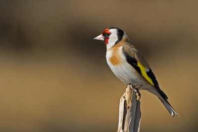 欧洲金雀（Carduelis_carduelis）