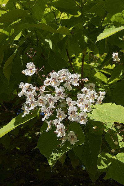 梓bignonioides