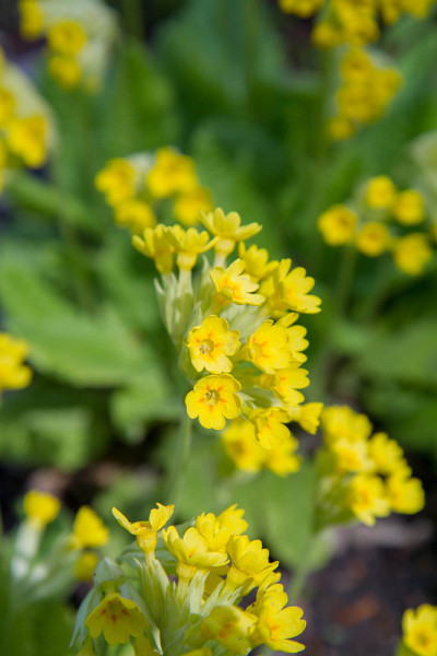 樱草(Primula veris)