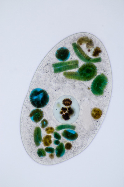 在显微镜下，Frontonia sp.是一种自由生活的单细胞纤毛虫原生生物。